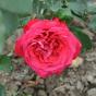 Rose Fulgurante