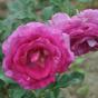 Rose Violetta