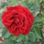 Rose  Paul's Scarlet