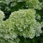 Hydrangea paniculata Limelight