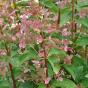 Hydrangea paniculata Dharuma