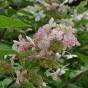 Hudrangea paniculata Brussele Lace