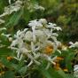 Hydrangea paniculata "La vasterival" GREAT STAR