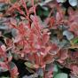 Berberis thunbergii Red Carpet