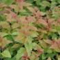 Спирея японская "Фаерлайт" (Spiraea japonica Firelight)