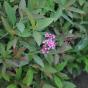 Spiraea japonica Genpei (Shirobana)