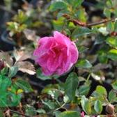 Розы почвопокровные (Каталог почвопрокровных роз)