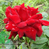 Розы штамбовые (Каталог штамбовых роз)