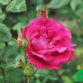 Розы плетистые (Каталог плетистых роз)
