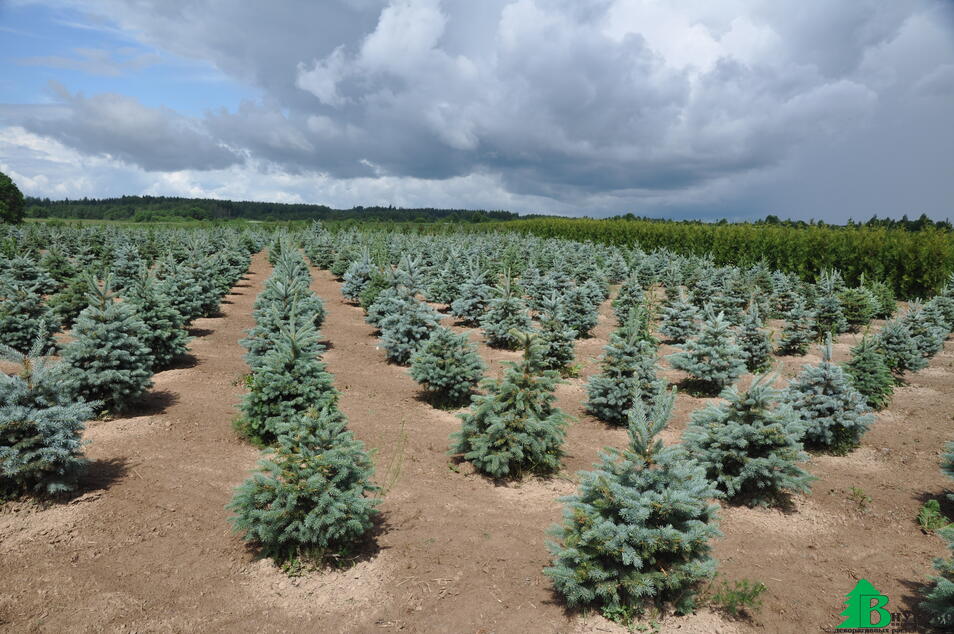 В грунте выращиваем более 10 000 голубых и зеленых елей