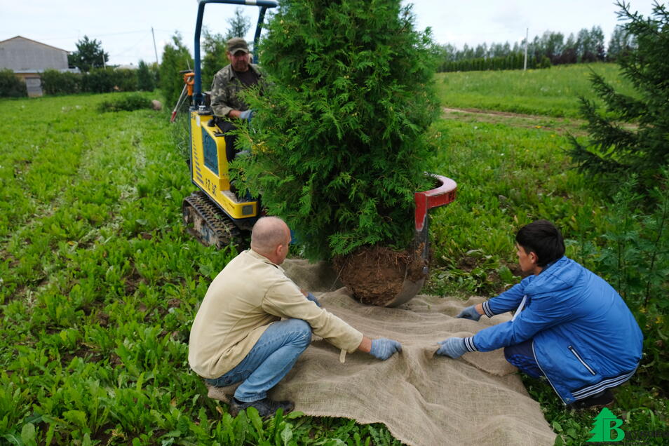 В сезон копаем 20 часов в день. Питомник Внуково- один из крупнейших производителей туи, елей и сосен.