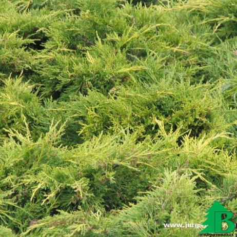Можжевельник средний "Пфицериана Аурея" (Jniperus media Pfitzeriana Aurea)