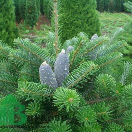 Пихта корейская (Abies koreana)