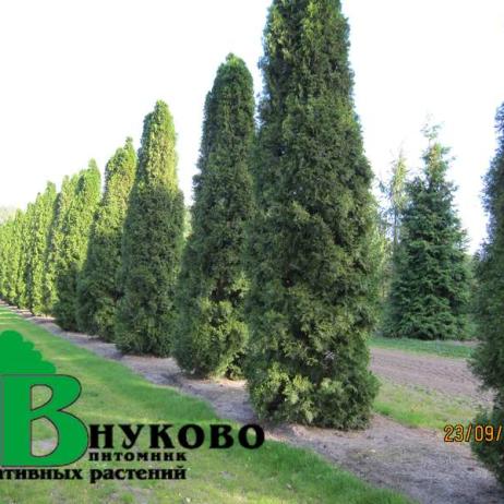 Туя западная Брабант (Thuja occidentalis Brabant)