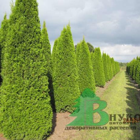 Туя западная Смарагд (Thuja occidentalis Smaragd)