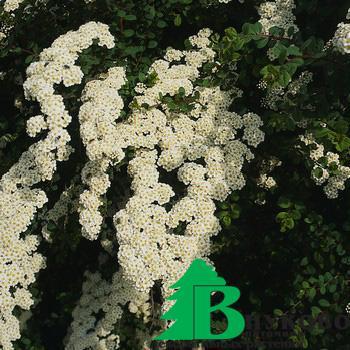Спирея ниппонская "Вайт Карпет" (Spiraea nipponica White Carpet)