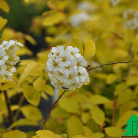 Спирея Вангутта "Голд Фонтан" (Spiraea vanhouttei Gold Foutain)