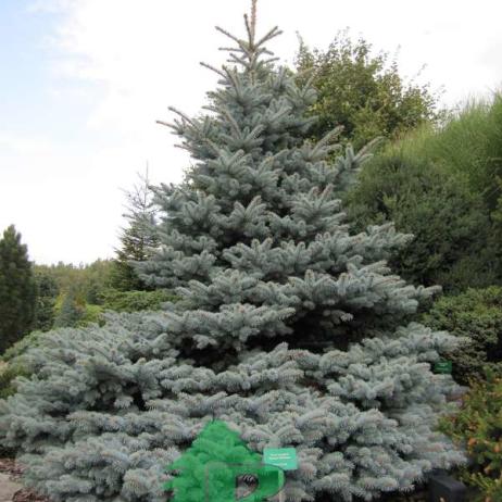 Ель колючая "Глаука Глобоза"  (Picea pungens Glauka Globosa)