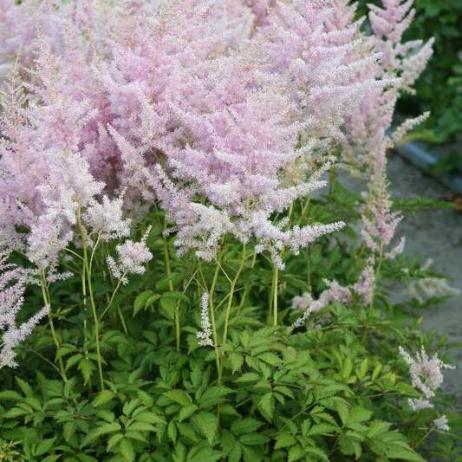 Астильба Арендса "Гиацинт" (Astilbe arendsii Hyazinth)