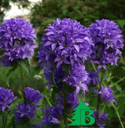 Колокольчик скученный (Campanula glomerata)