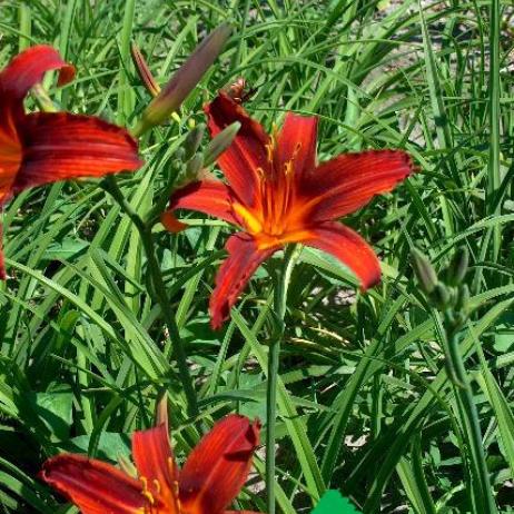 Лилейник гибридный "Сэмми Расселл" (Hemerocallis hybrida Sammy Russell)