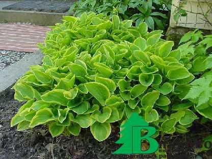 Хоста гибридная "Голден Тиара" (Hosta hybrida Golden Tiara)