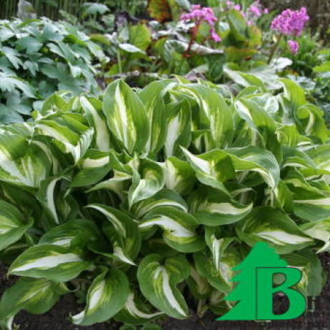 Хоста волнистая "Медиовариегата" (Hosta Undulata Mediovariegata)