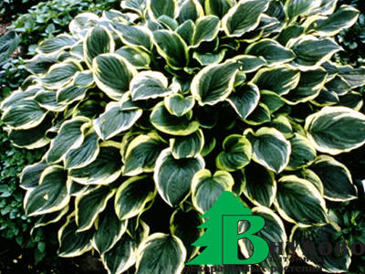 Хоста гибридная "Со Свит" (Hosta hybrida So Sweet)