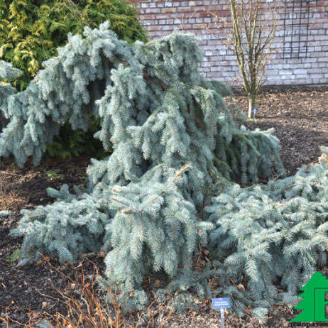 Ель колючая "Глаука Пендула" (Picea pungens 'Glauca Pendula')