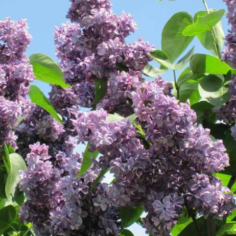 Сирень обыкновенная "Виолетта" (Syringa vulgaris Violetta) 