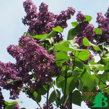 Сирень обыкновенная "Красная Москва" (Syringa vulgaris Krasnaja Moskva)