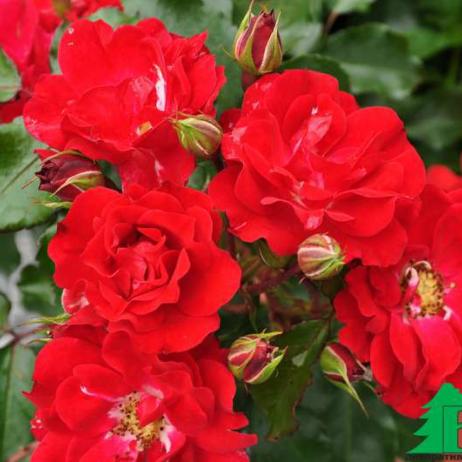 Роза "Ротилия" (Rose Rotilia)