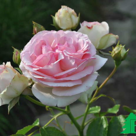 Роза "Иден Роуз" (Rose Eden Rose)