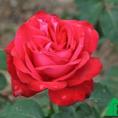 Роза "Фюльгюрант" (Rose Fulgurante)
