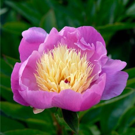 Пион молочноцветковый "Боул оф Бьюти" (Paeonia lactiflora Bowl of Beauty)