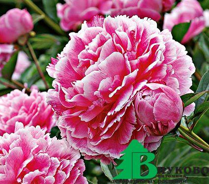 Пион молочноцветковый "Кёнингин Вильгельмина" (Paeonia lactiflora Koningin Wilhelmina)