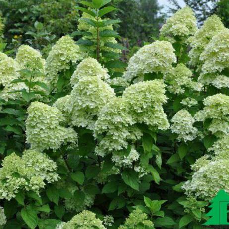 Гортензия метельчатая "Лаймлайт" (Hydrangea paniculata Limelight)