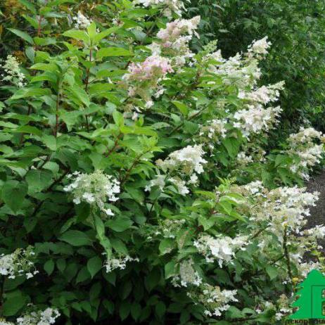 Гортензия метельчатая "Брюссель Ласе" (Hydrangea paniculata Brussels Lace)