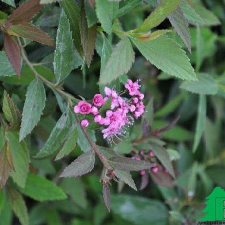 Спирея японская "Дженпей" ("Широбана") - (Spiraea japonica Genpei (Shirobana))