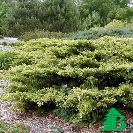 Можжевельник Пфитцериана "Голд Коуст" (Juniperus pfitzeriana Gold Coast)