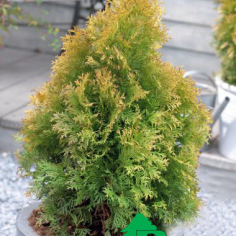 Туя западная "Голден Энни" (Thuja occidentalis Golden Anne (R))