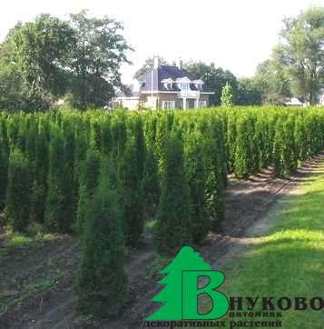 Туя западная "Пирамидалис Компакта" (Thuja Occidentalis Pyramidalis)