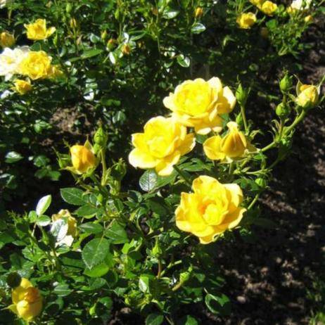Роза "Йеллоу Фэйри" (Rose Yellow Fairy)