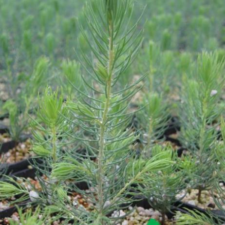 Ель колючая "Глаука Мисти Блю" (Picea pungens 'Glauca' Misty Blue)