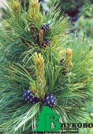 Сосна Кедровая сибирская (Pinus sibirica)