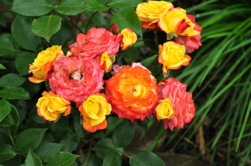 Выбор места для посадки розы-флорибунды Румба