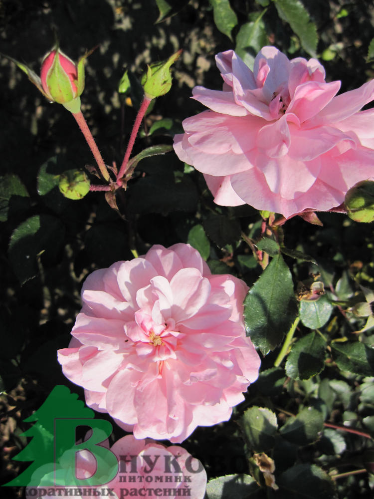 Роза Боника 82 (Rose Bonica 82) - Розы полиантовые (Каталог полиантовых  роз) - Розы - Каталог - Pitomnic.com