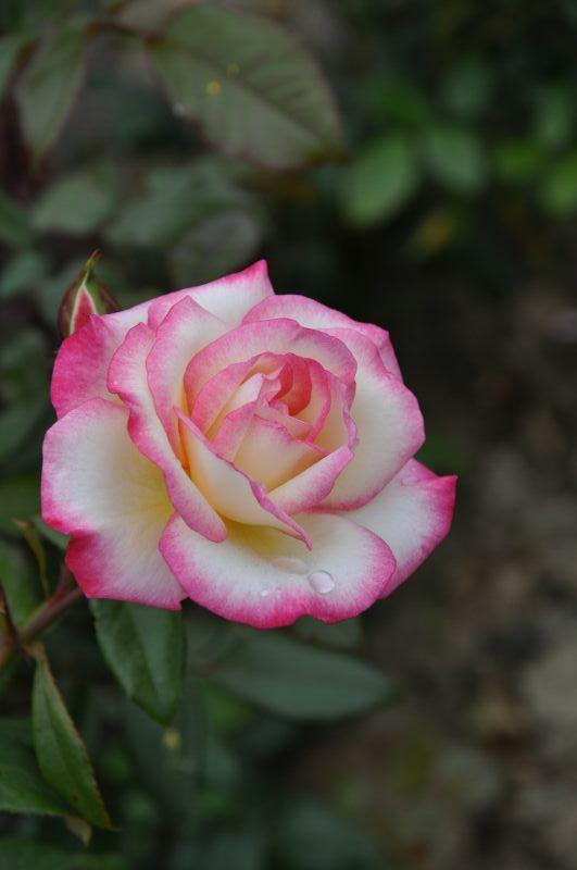 Хендель - Handel (Climbing Rose): описание и характеристики сорта розы с фото и отзывы