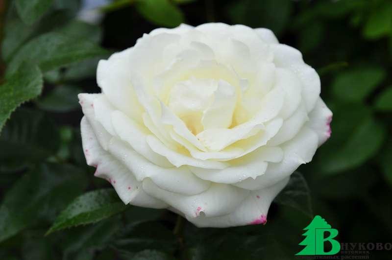 Роза Алабастер (Rose Alabaster) - Розы полиантовые (Каталог полиантовых  роз) - Розы - Каталог - Pitomnic.com