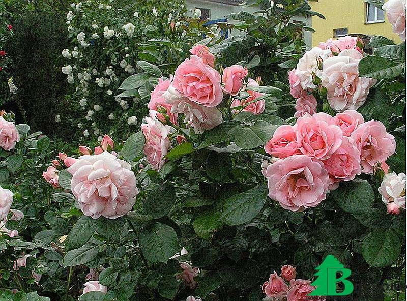 Роза Астрид Линдгрен (Rose Astrid Lindgren) - Розы полиантовые (Каталог  полиантовых роз) - Розы - Каталог - Pitomnic.com